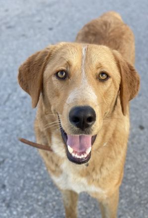 Hector, geb. ca. 11/2022, lebt in GRIECHENLAND, im städt. Tierheim Serres