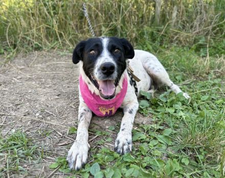 Hier Ist Lilly, unsere tolle schwarz-weiß gepunktete Mischlingshündin. Adopt. Don´t shop.