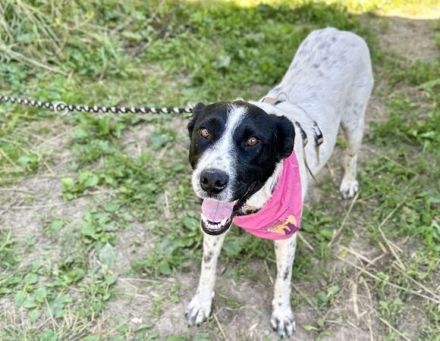 Hier Ist Lilly, unsere tolle schwarz-weiß gepunktete Mischlingshündin. Adopt. Don´t shop.