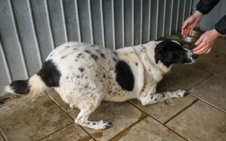 Hier Ist Lilly, unsere tolle schwarz-weiß gepunktete Mischlingshündin. Adopt. Don´t shop.