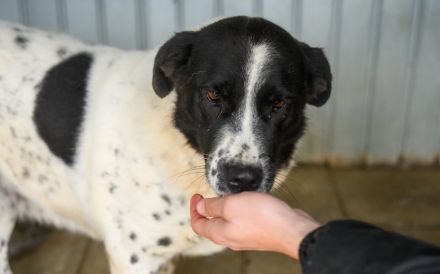 Hier Ist Lilly, unsere tolle schwarz-weiß gepunktete Mischlingshündin. Adopt. Don´t shop.