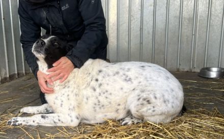 Hier Ist Lilly, unsere tolle schwarz-weiß gepunktete Mischlingshündin. Adopt. Don´t shop.