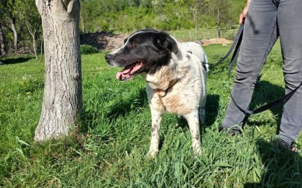 Hier Ist Lilly, unsere tolle schwarz-weiß gepunktete Mischlingshündin. Adopt. Don´t shop.