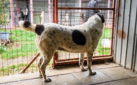 Hier Ist Lilly, unsere tolle schwarz-weiß gepunktete Mischlingshündin. Adopt. Don´t shop.