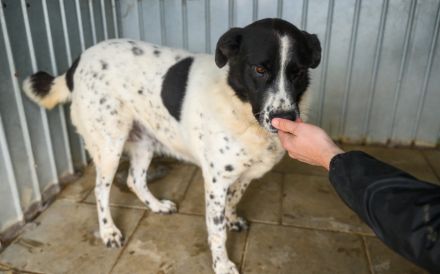 Hier Ist Lilly, unsere tolle schwarz-weiß gepunktete Mischlingshündin. Adopt. Don´t shop.