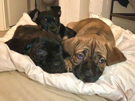 Cane corso welpen