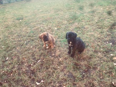 Cane corso welpen