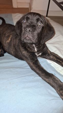 Cane corso welpen