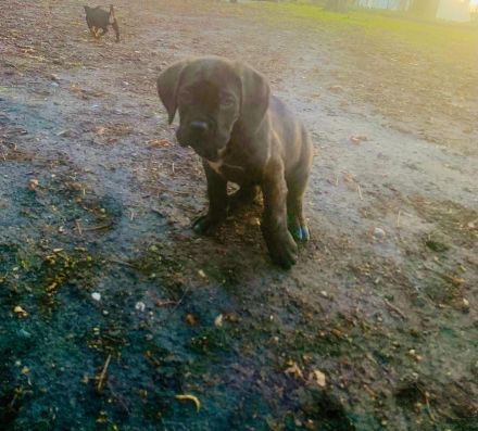 Cane corso welpen