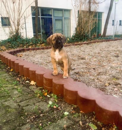 Cane corso welpen