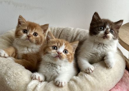 Reinrassige BKH kitten choco und red