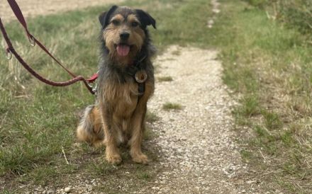 Hundebub Smartie sehnt sich nach einem Zuhause