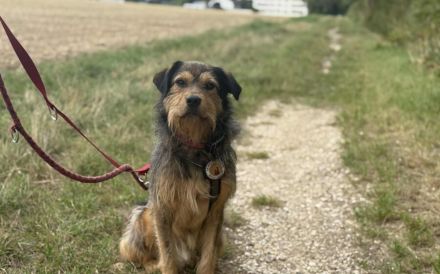 Hundebub Smartie sehnt sich nach einem Zuhause