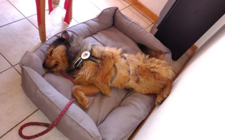 Hundebub Smartie sehnt sich nach einem Zuhause