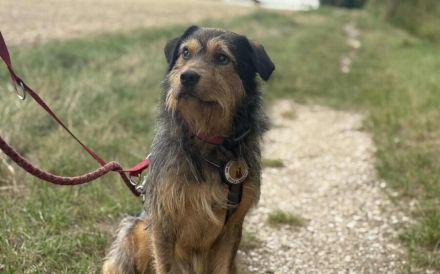 Hundebub Smartie sehnt sich nach einem Zuhause