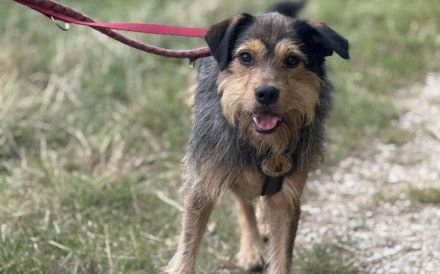 Hundebub Smartie sehnt sich nach einem Zuhause