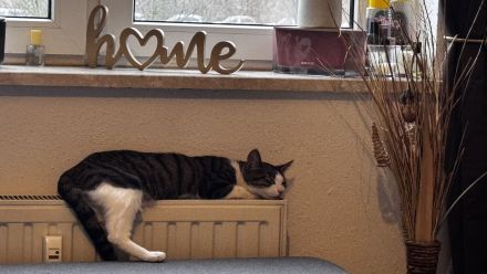 Katze sucht ein neues zu Hause