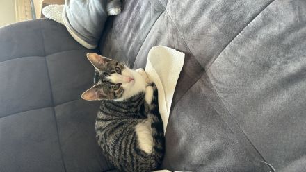 Katze sucht ein neues zu Hause