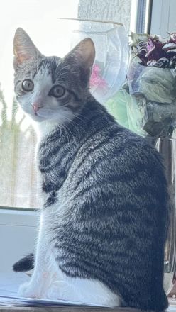 Katze sucht ein neues zu Hause