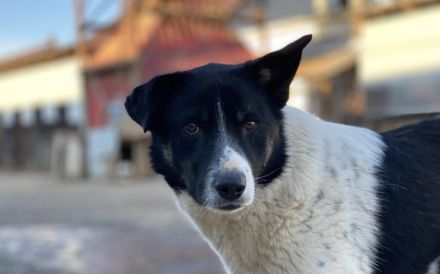 Ex-Kettenhund,Collin, sucht unbeschwerte Freiheit. Bei dir?