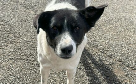 Ex-Kettenhund,Collin, sucht unbeschwerte Freiheit. Bei dir?