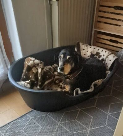 Bogi, ein freundlicher, kleiner Bub, möchte adoptiert werden