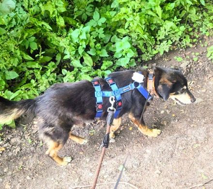 Bogi, ein freundlicher, kleiner Bub, möchte adoptiert werden