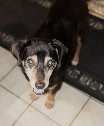 Bogi, ein freundlicher, kleiner Bub, möchte adoptiert werden