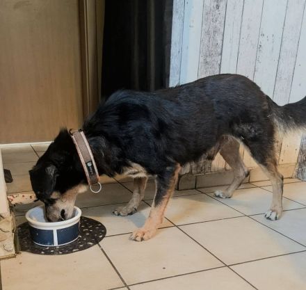 Bogi, ein freundlicher, kleiner Bub, möchte adoptiert werden