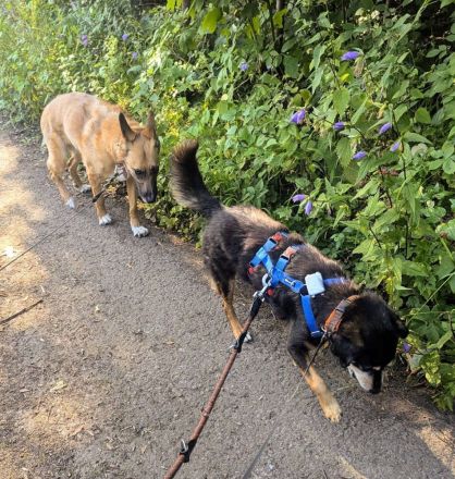 Bogi, ein freundlicher, kleiner Bub, möchte adoptiert werden