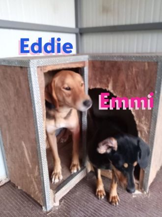 Emmi und Eddie, 05/23 - 2 Schlappohren suchen ihr Glück