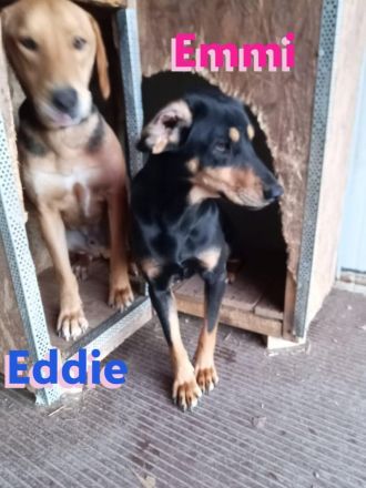 Emmi und Eddie, 05/23 - 2 Schlappohren suchen ihr Glück