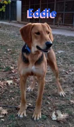 Emmi und Eddie, 05/23 - 2 Schlappohren suchen ihr Glück