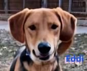 Emmi und Eddie, 05/23 - 2 Schlappohren suchen ihr Glück