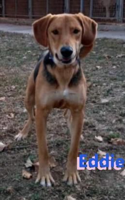 Emmi und Eddie, 05/23 - 2 Schlappohren suchen ihr Glück