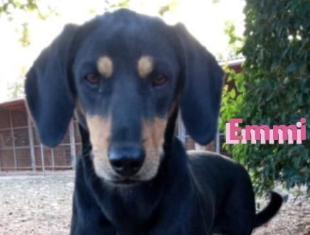 Emmi und Eddie, 05/23 - 2 Schlappohren suchen ihr Glück