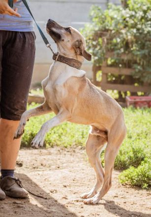 Özi, die große Rennsemmel auf vier Pfoten