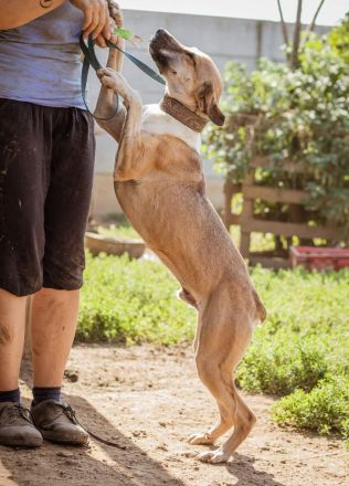 Özi, die große Rennsemmel auf vier Pfoten