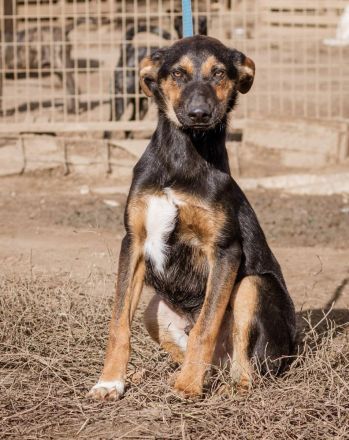 Deni, jung und verspielt. Auch mit Kindern versteht er sich gut.