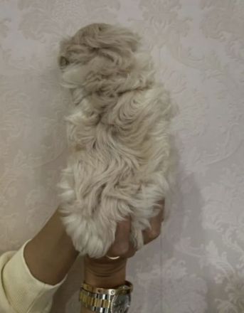 Maltipoo f1 mini