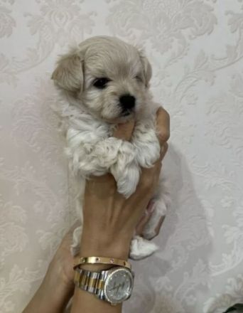 Maltipoo f1 mini