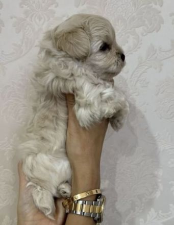 Maltipoo f1 mini