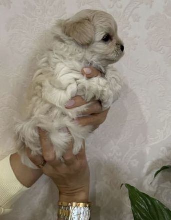 Maltipoo f1 mini