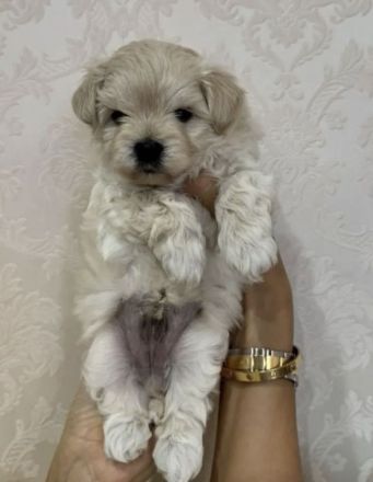 Maltipoo f1 mini
