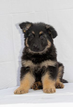 Deutsche Schäferhund Welpen (lsth.) m. Pap. – LIVE-CAM !