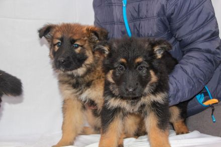 Deutsche Schäferhund Welpen (lsth.) m. Pap. – LIVE-CAM !