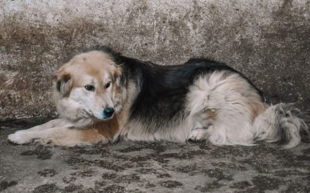 Magst du Inga ein Zuhause schenken?