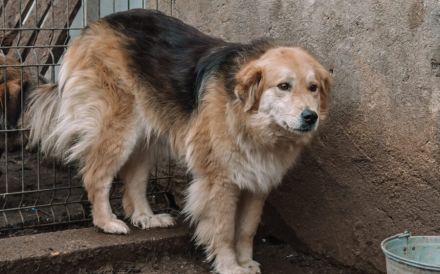 Magst du Inga ein Zuhause schenken?