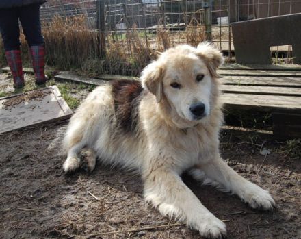 Magst du Inga ein Zuhause schenken?