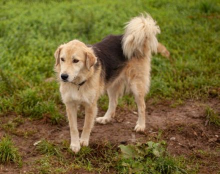 Magst du Inga ein Zuhause schenken?